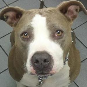 Meet your Posher, Stella